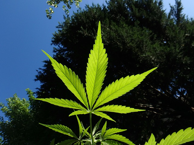 Hanf – das ist nicht nur Gras für Raucher